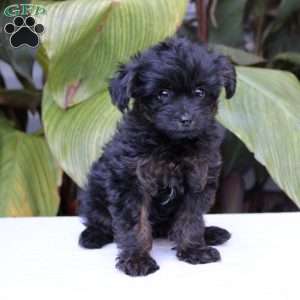Timmy, Chihuahua Mix Puppy