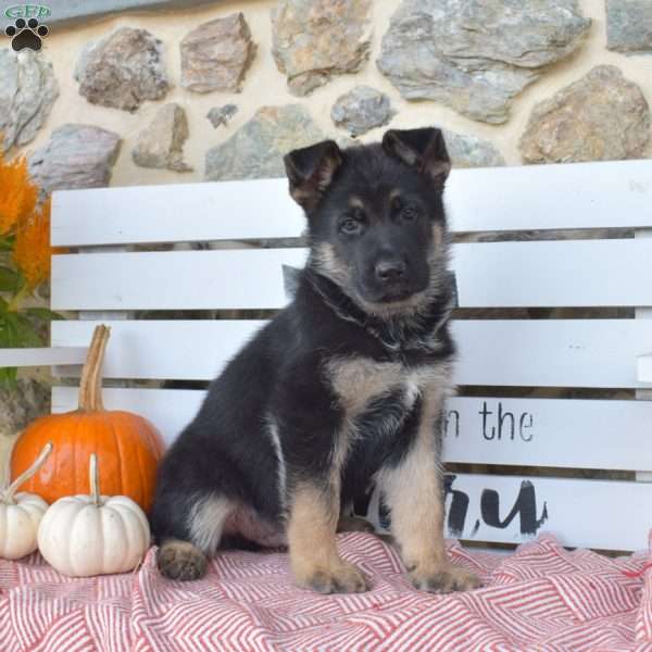 Timothy, German Shepherd Puppy