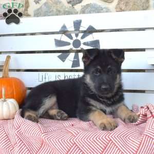 Timothy, German Shepherd Puppy