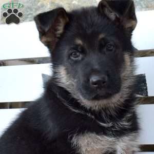Timothy, German Shepherd Puppy