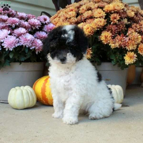 Tina, Bich-Poo Puppy