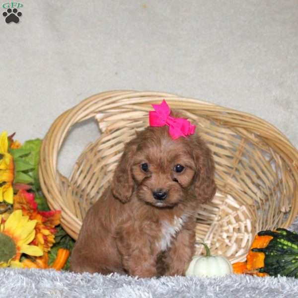 Tina, Cavapoo Puppy
