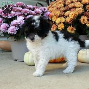 Tina, Bich-Poo Puppy