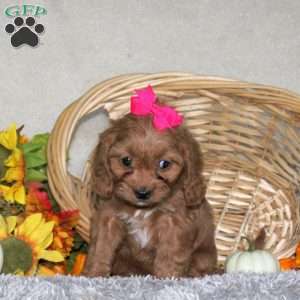 Tina, Cavapoo Puppy