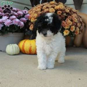 Tina, Bich-Poo Puppy