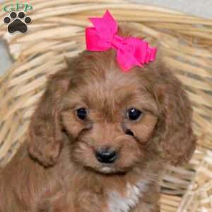 Tina, Cavapoo Puppy