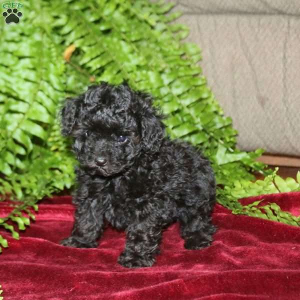 Tina, Toy Poodle Puppy