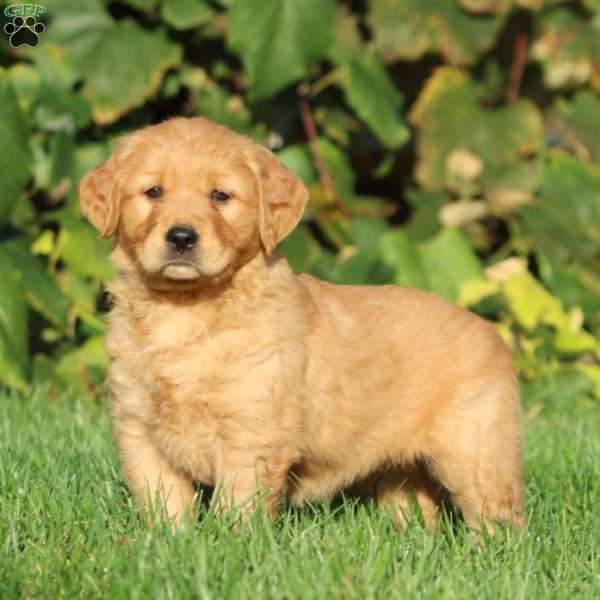 Tina, Golden Retriever Puppy