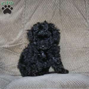Tina, Toy Poodle Puppy