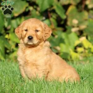 Tina, Golden Retriever Puppy