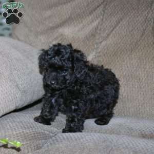 Tina, Toy Poodle Puppy