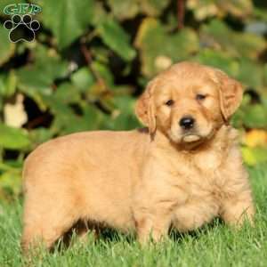 Tina, Golden Retriever Puppy