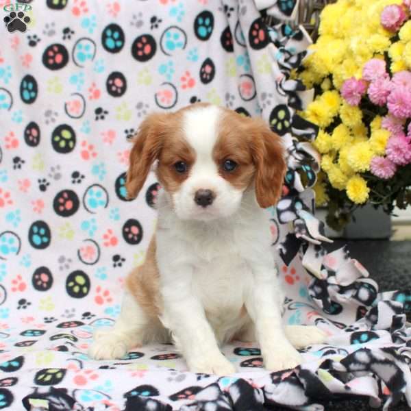 Tinker, Cavalier King Charles Spaniel Puppy