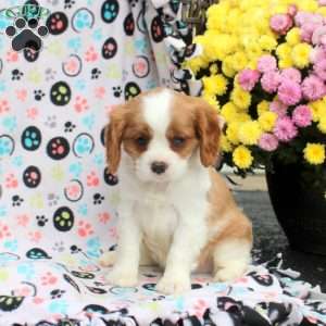 Tinker, Cavalier King Charles Spaniel Puppy