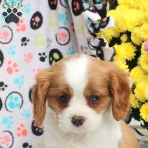 Tinker, Cavalier King Charles Spaniel Puppy