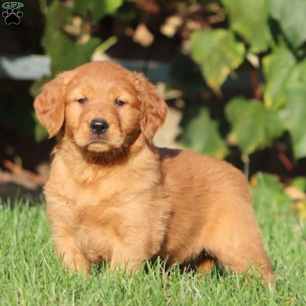 Tinker, Golden Retriever Puppy