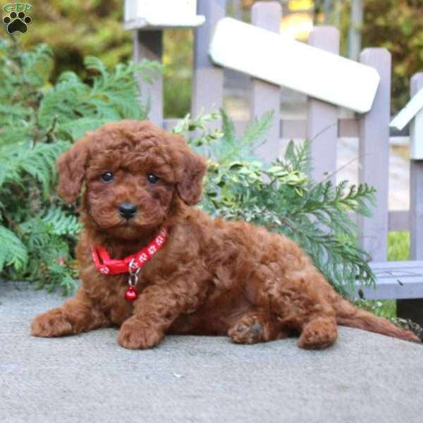 Tinker, Toy Poodle Puppy