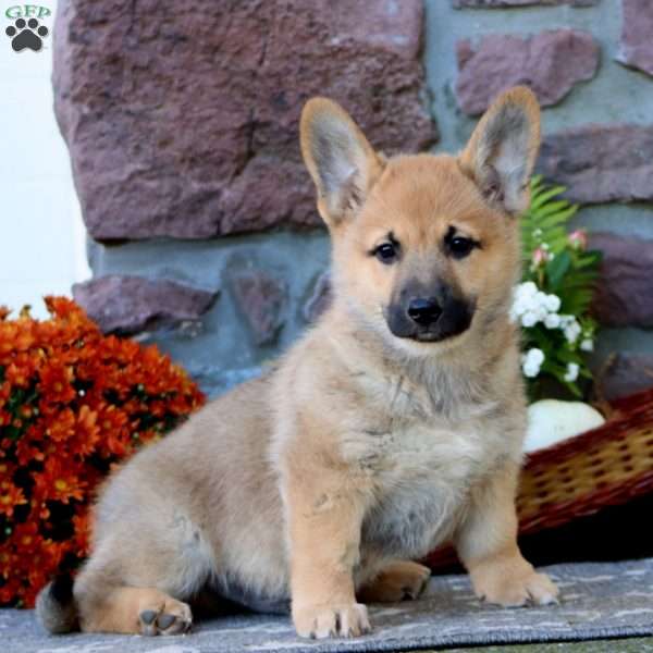 Tinker, German Shepherd Mix Puppy