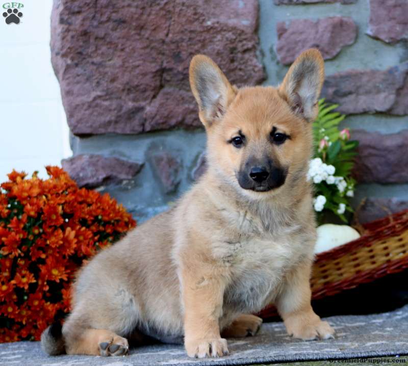 Tinker (Mixed breed, Male) in Honey Brook, PA