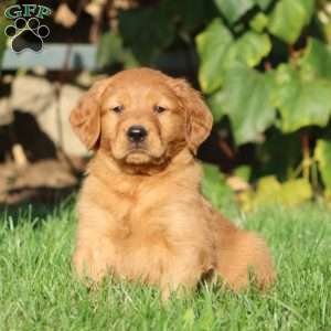 Tinker, Golden Retriever Puppy