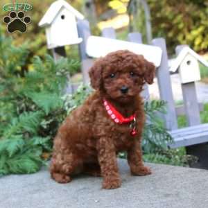 Tinker, Toy Poodle Puppy