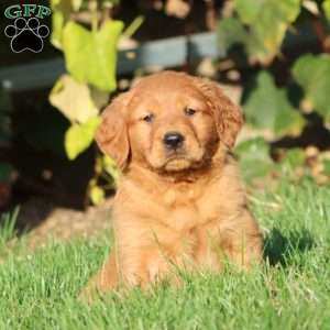 Tinker, Golden Retriever Puppy