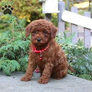 Tinker, Toy Poodle Puppy