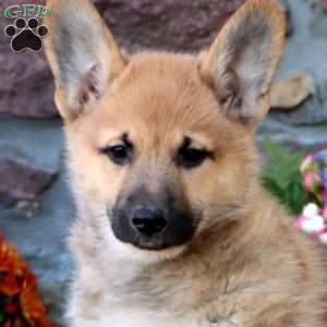 Tinker, German Shepherd Mix Puppy