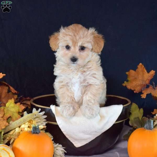 Tinkerbell, Maltipoo Puppy