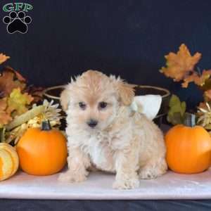 Tinkerbell, Maltipoo Puppy
