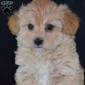 Tinkerbell, Maltipoo Puppy