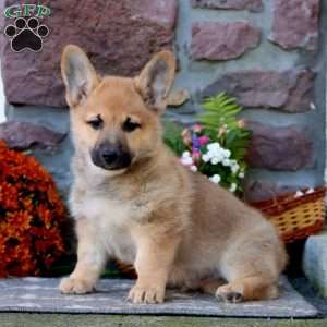 Tinker, German Shepherd Mix Puppy
