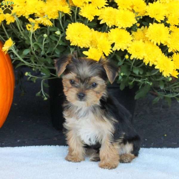 Toby, Havashire Puppy