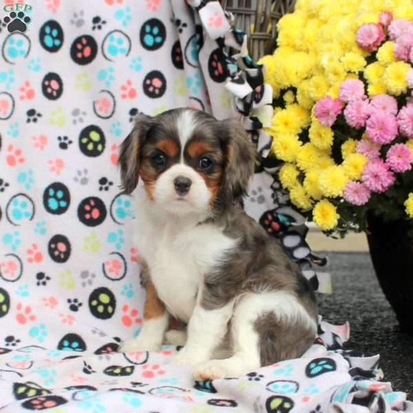 Toby, Cavalier King Charles Spaniel Puppy