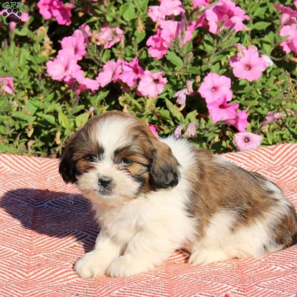 Toby, Shih Tzu Puppy