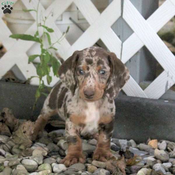 Toby, Dachshund Puppy