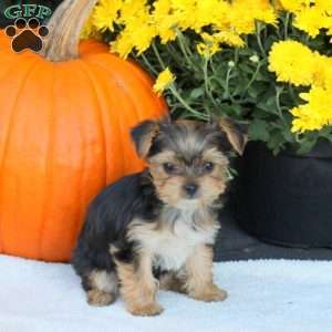 Toby, Havashire Puppy