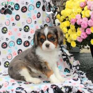 Toby, Cavalier King Charles Spaniel Puppy