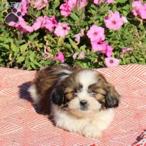 Toby, Shih Tzu Puppy