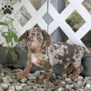 Toby, Dachshund Puppy