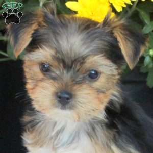 Toby, Havashire Puppy