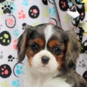 Toby, Cavalier King Charles Spaniel Puppy