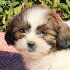 Toby, Shih Tzu Puppy