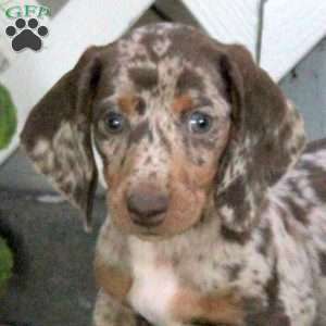 Toby, Dachshund Puppy