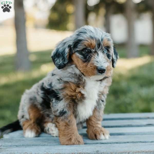 Toby, Mini Bernedoodle Puppy
