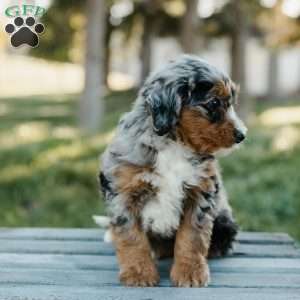 Toby, Mini Bernedoodle Puppy