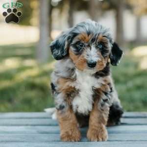 Toby, Mini Bernedoodle Puppy