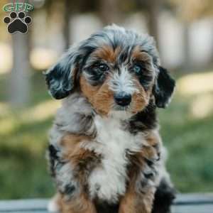 Toby, Mini Bernedoodle Puppy