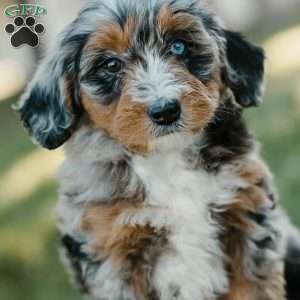 Toby, Mini Bernedoodle Puppy