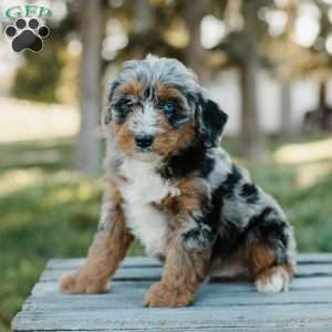 Toby, Mini Bernedoodle Puppy